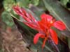 Red Canna in Flower